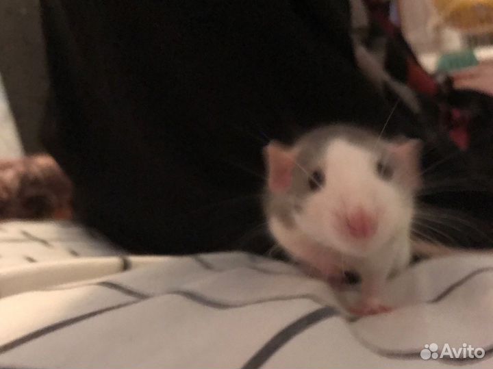 Крыса дамбо