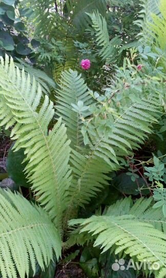 Папоротник