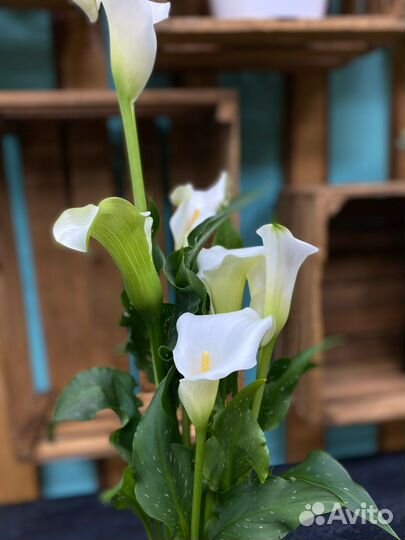 Цветы каллы