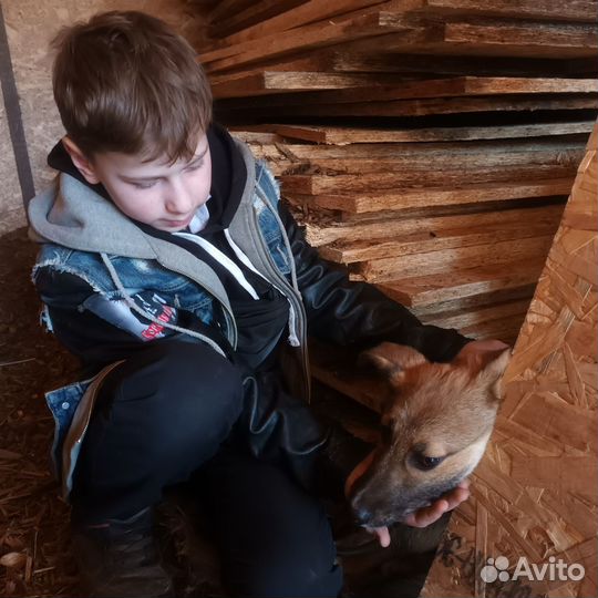 Щенки