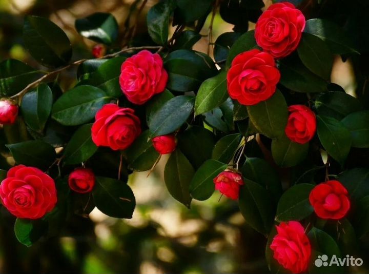 Камелия роза японская. Вечно зеленые