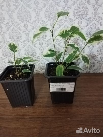 Фикусы Бенджамина