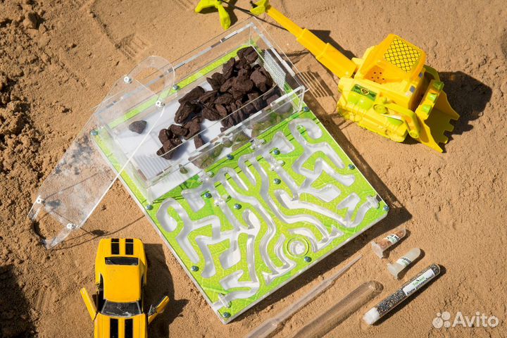 Формикарий / Муравьиная ферма