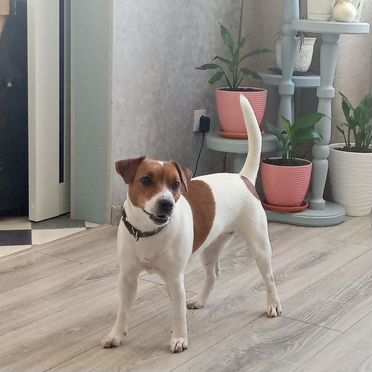 Джек-рассел-терьер, взрослая собака