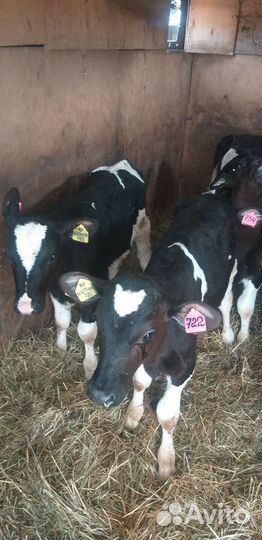 Бычки 4 мес