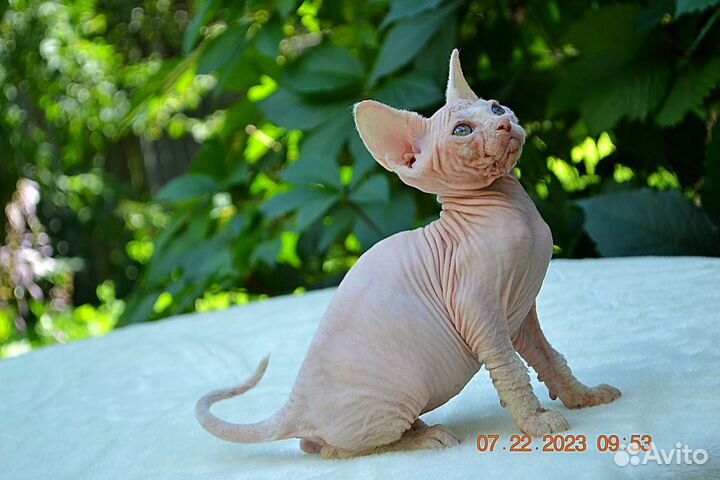 Канадский сфинкс девочка