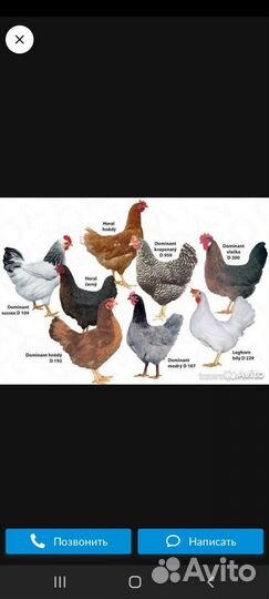 Цыплята бройлеров,куры несушки,гусята,индюшата