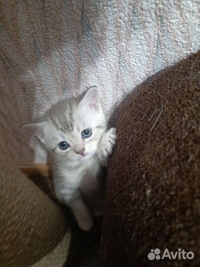 Шотландские вислоухие котята