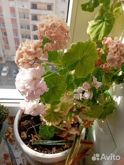 Комнатные цветы