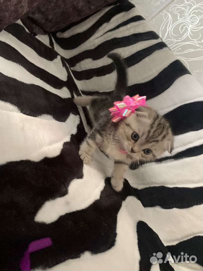Вислоухие котята
