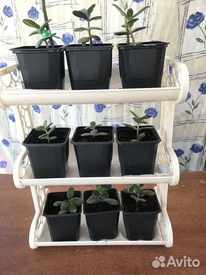 Комнатные цветы, метро Девяткино