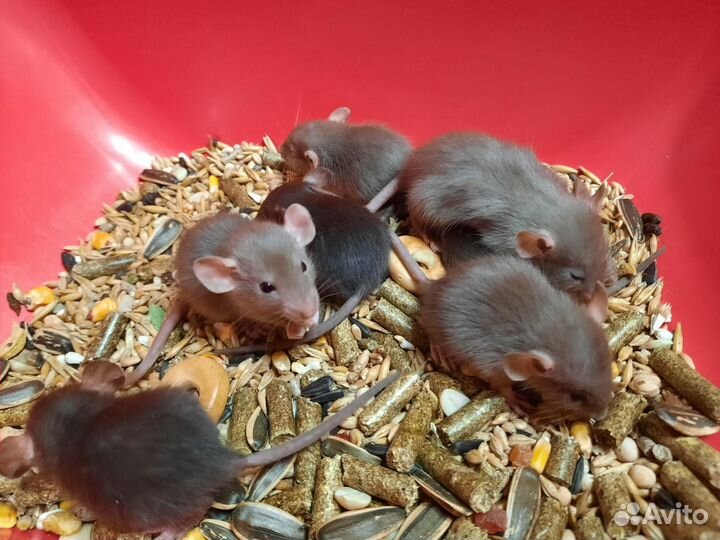 Крысы и крысята Дамбо из питомника (шоколадные)