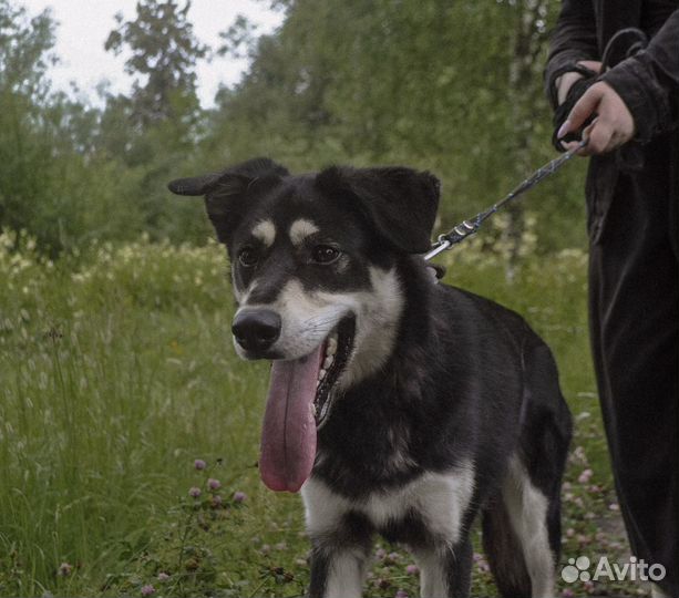 Нико ищет любящую семью