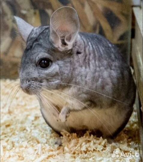 Передержка животных, выгул собак