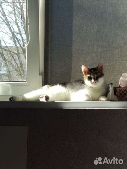 Кошка в добрые руки