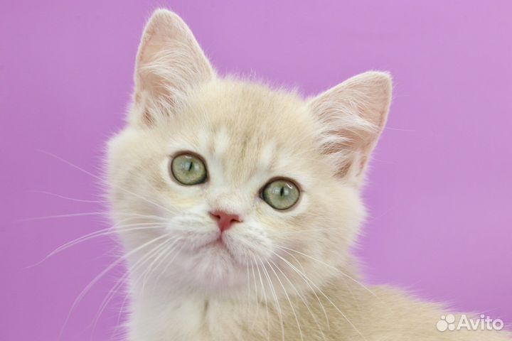 Британская золотая лиловая шиншилла су12 кот P1