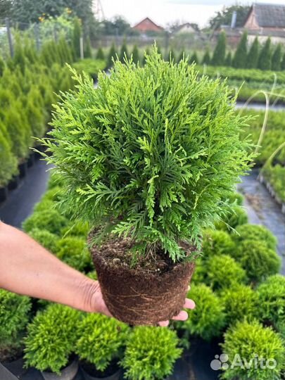 Туя шаровидная даника, вудварди, голден глоб