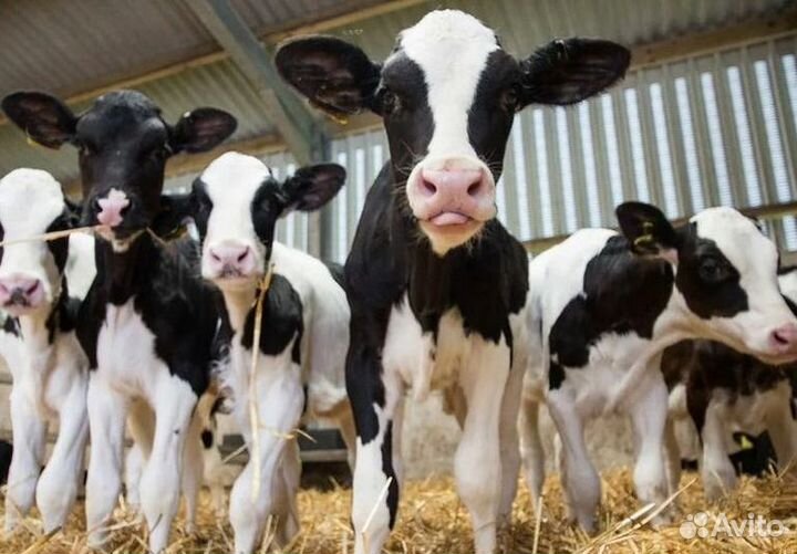 Телята бычки