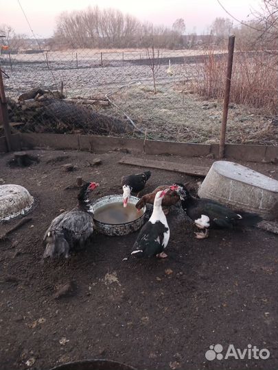 Мускусные утки на племя