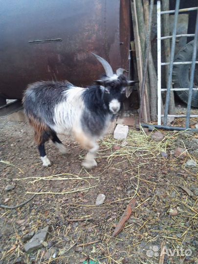 Домашние животные