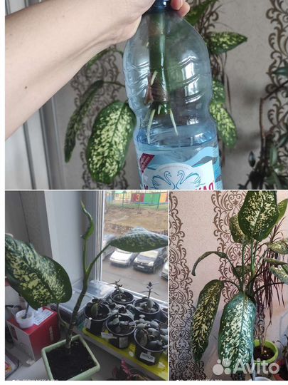 Диффенбахия