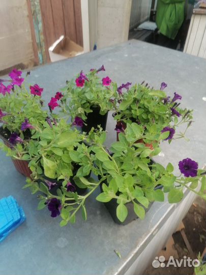 Тайдал, петунии, калебрахоа