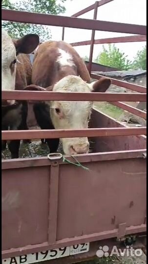 Перевозка крс мрс