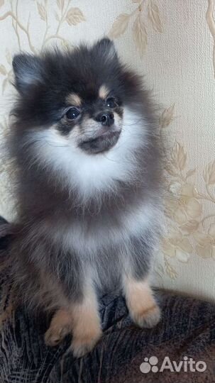 Померанский шпиц домашние любимцы