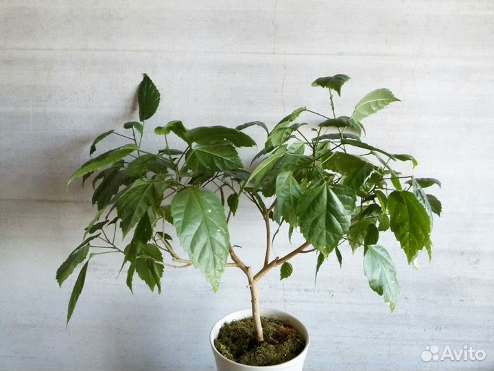 Гибискус 65см