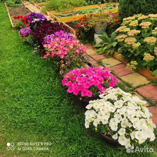 Петуния в кашпо