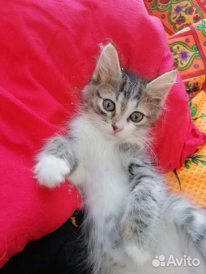 Ребенок ищет семью