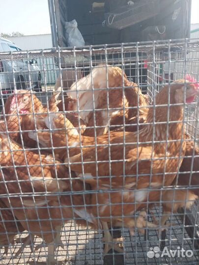 Куры молодки