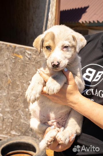 Щенки в беде в добрые руки