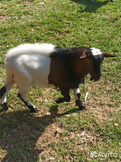 Камерунский козел