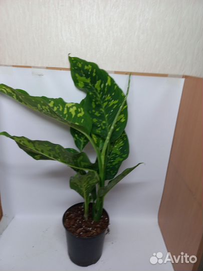 Дифенбахия creta триколор новинка