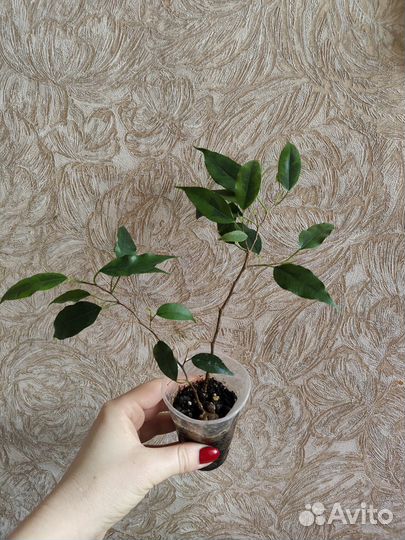 Фикус бенджамина сортовые