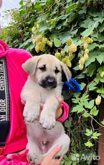 Щенок мальчик