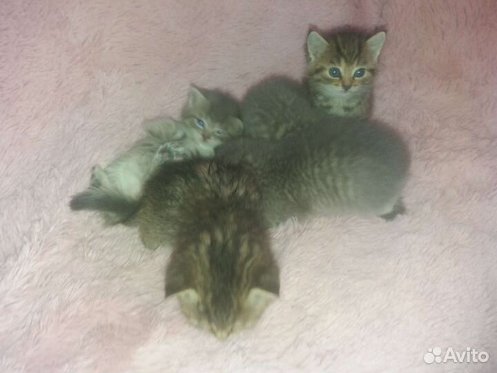 Шотландские котята