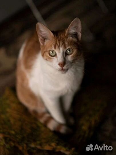 Кошки в добрые руки бесплатно