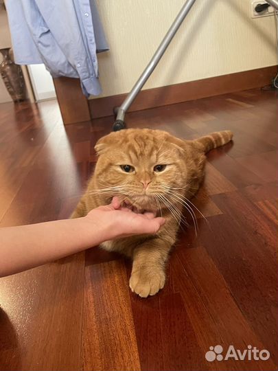 Шотландский кот приглашает на вязку