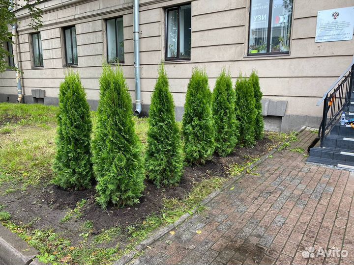 Смарагд туя