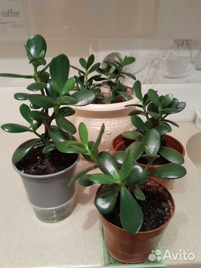 Фикус бенджамина 600,толстянка 400,шефлера 900