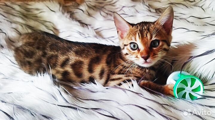 Бенгальские котята