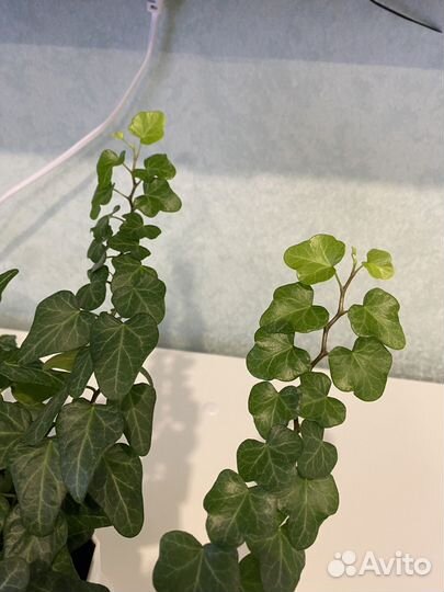 Хедера хеликс