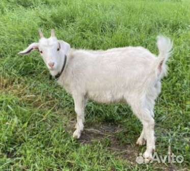 Зааненская коза