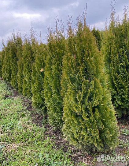 Туя Смарагд с гарантией приживаемости
