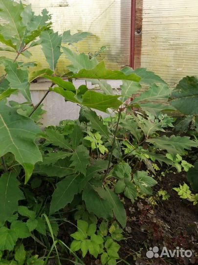 Саженцы дуба красного