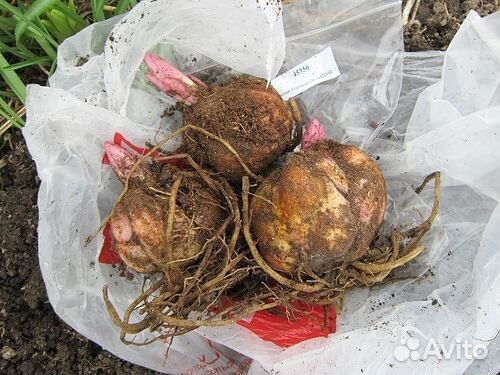 Луковицы лилий оптом