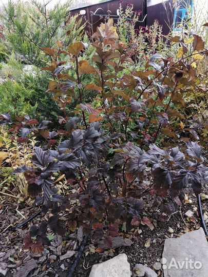 Пузыреплодник калинолистный