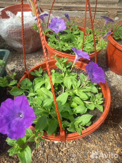 Петуния ампельная